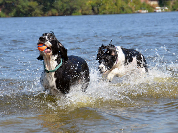 Tips For Travelling With Pets in India