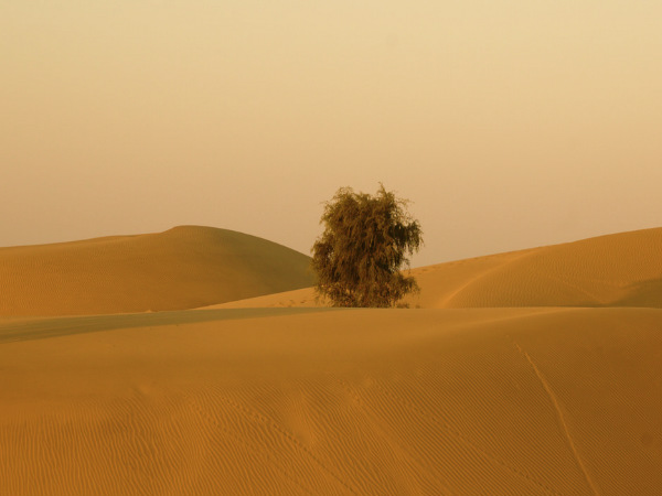 Thar desert
