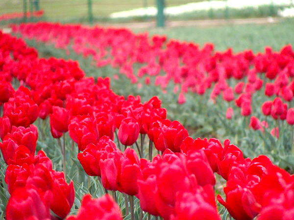 Tulip Garden