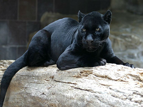 Jungle book Bagheera
