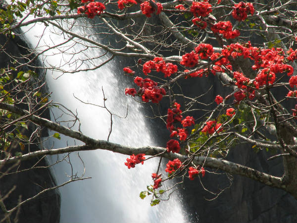 Things to Know About Athirappilly Falls 