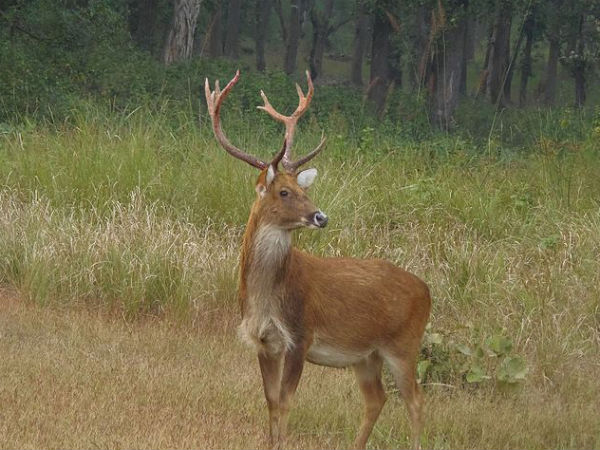  Kanha National Park!