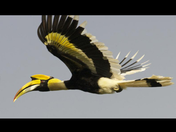 Things to Know About Athirappilly Falls 