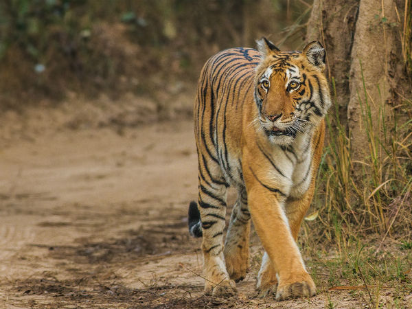 Jim Corbett National Park
