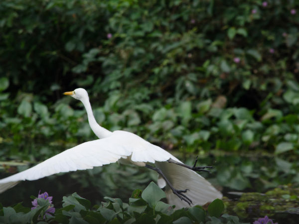 Famous Bird Sanctuaries in Kerala