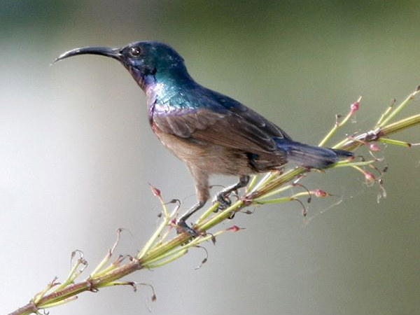 Famous Bird Sanctuaries in Kerala