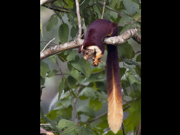 Facts about Krishna River