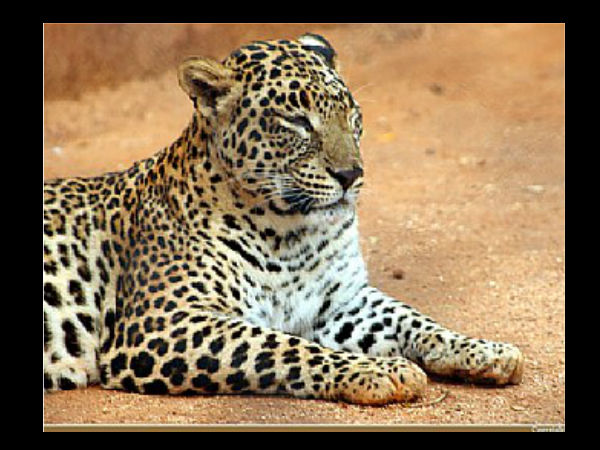 Facts About Mysore Zoo