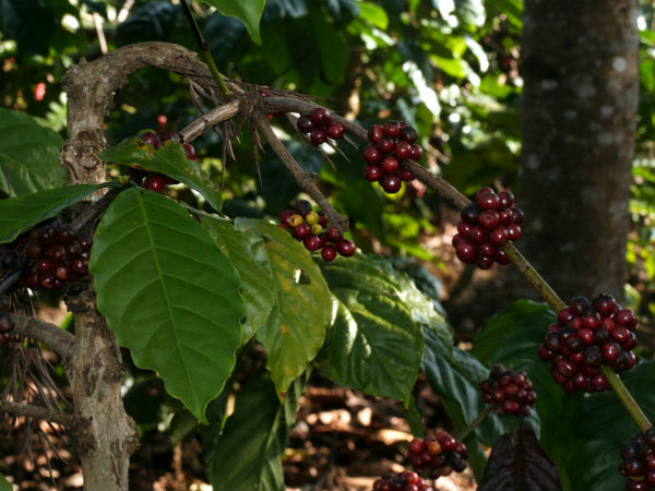 Interesting Facts About Coorg! Interesting Facts About Coorg!