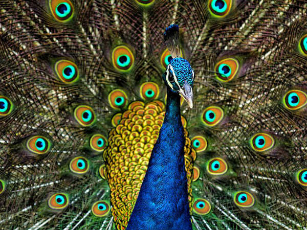 Sultanpur National Park in Haryana