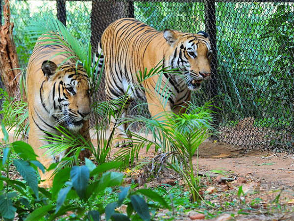 Facts About Mysore Zoo