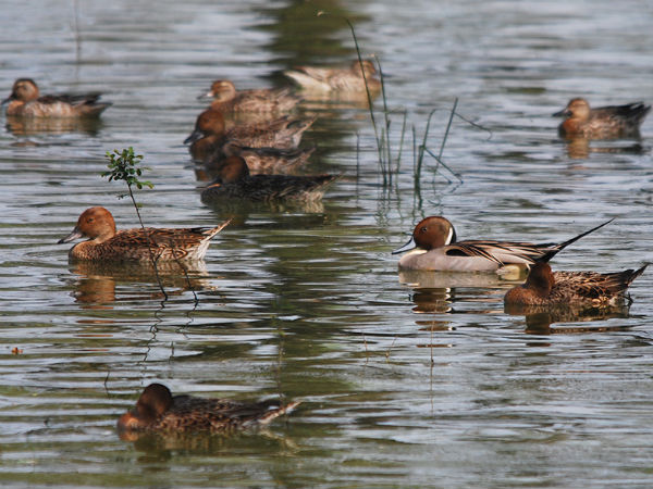 Vedanthangal Bird Sanctuary