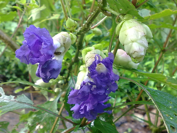Sanjay Gandhi National Park in Mumbai