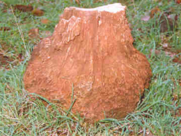 Mandla Plant Fossils National Park Mandla Plant Fossils National Park
