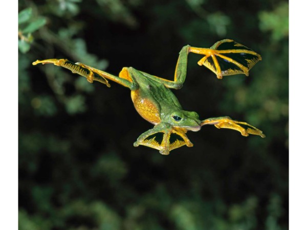 Flying animals found in India