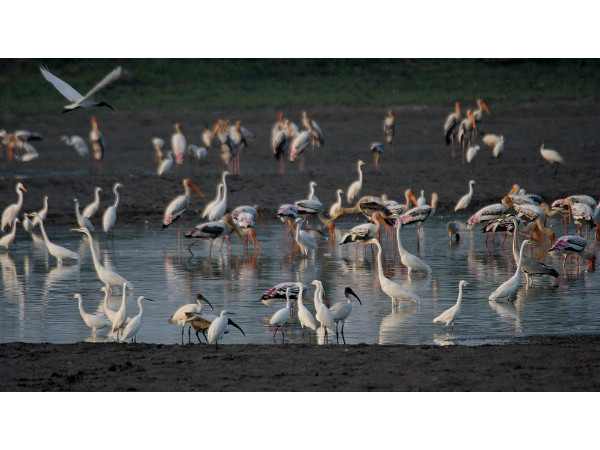 Kolleru Bird Sanctuary in Andhra Pradesh