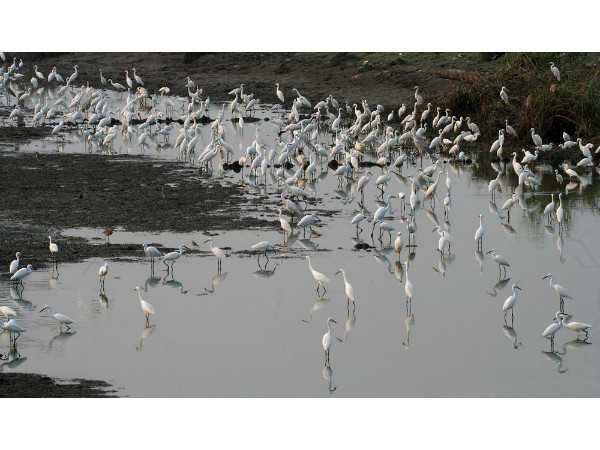 Kolleru Bird Sanctuary in Andhra Pradesh