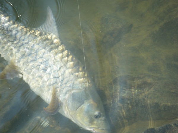 Endangered animals found only in India