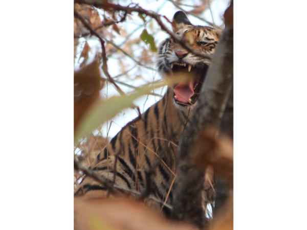 Panna Tiger Reserve in Madhya Pradesh