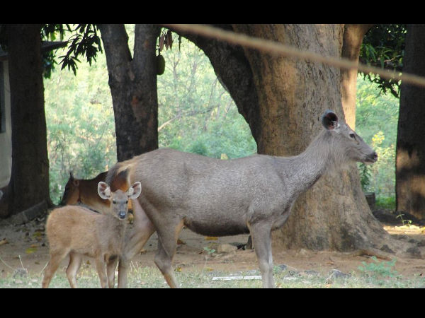Kalakkad Mundanthurai Tiger Reserve