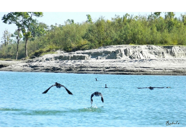 Dibru-Saikhowa National Park in Assam