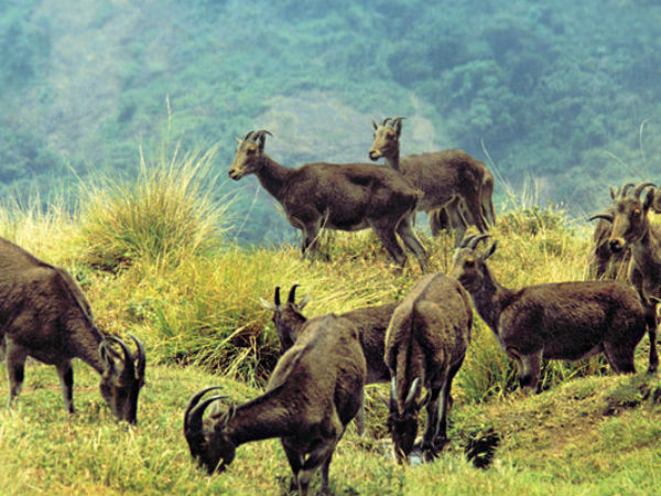 Coimbatore to Munnar