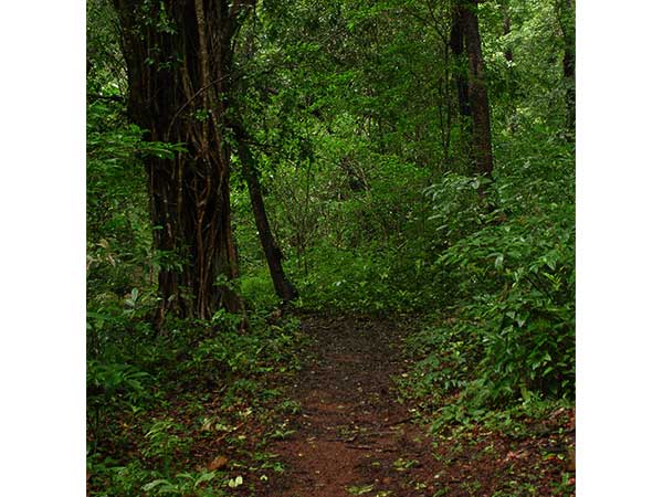 cotigao wildlife sanctuary goa