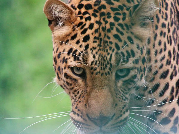 kufri in himachal pradesh