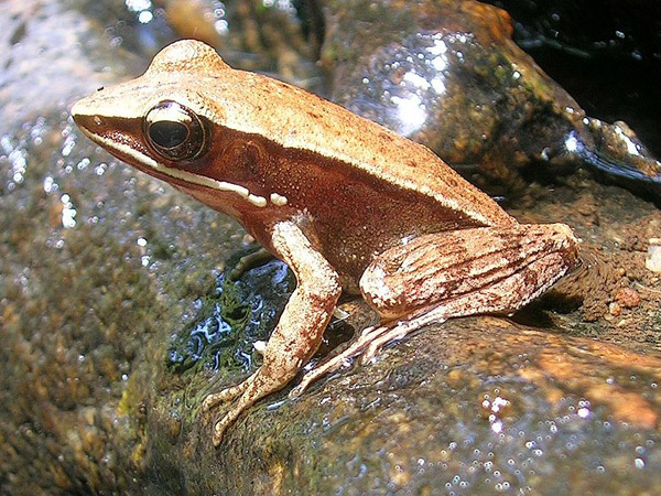 Brahmagiri Wildlife Sanctuary In Coorg