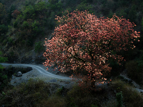 pangot in uttarakhand