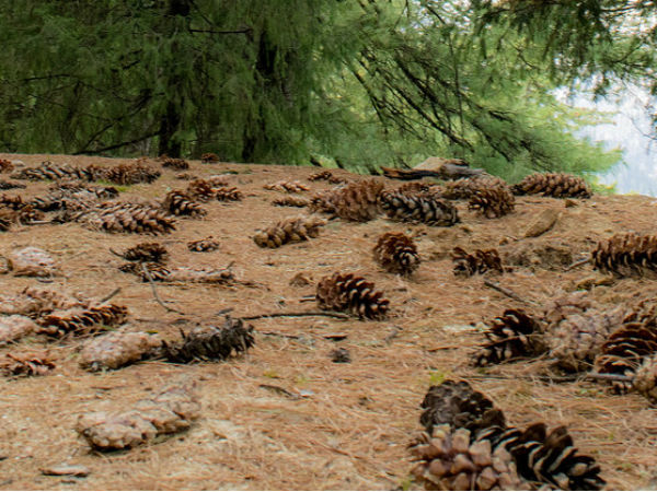 major hill stations in uttarakhand