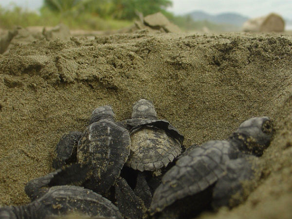velas beach in maharashtra