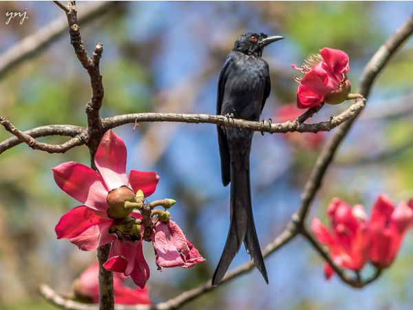 ganeshgudi in karnataka