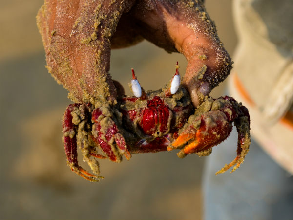 seaside village of mandarmani in west bengal