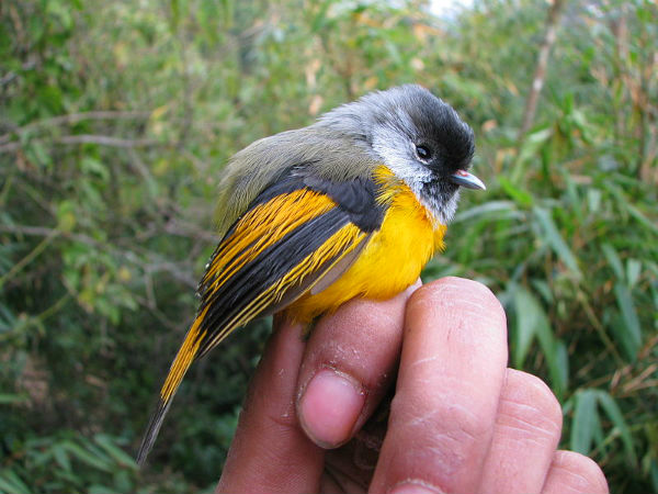 eaglenest wildlife sanctuary