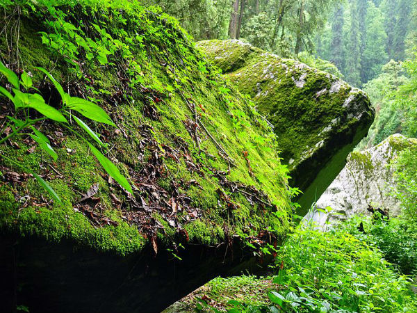 jibhi in himachal pradesh