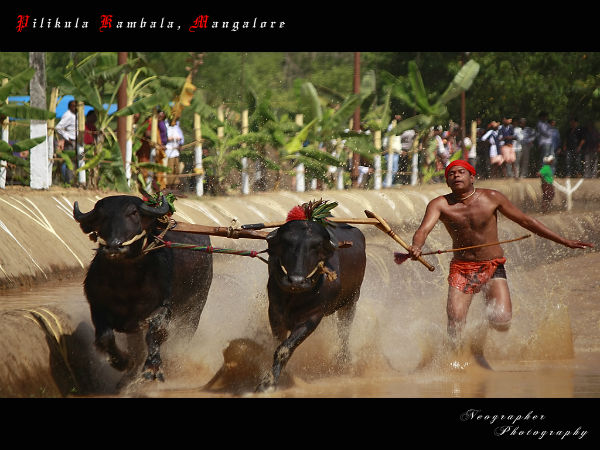 kambala festival