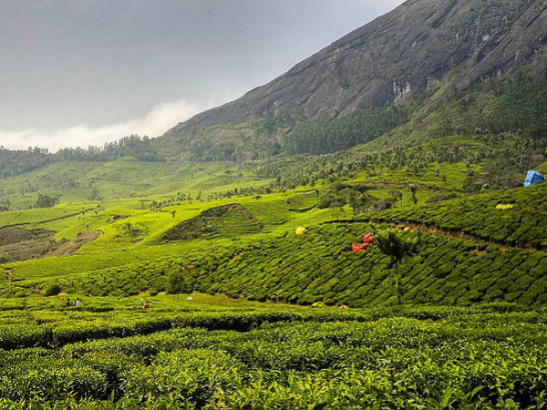 chokramudi trekking in munnar