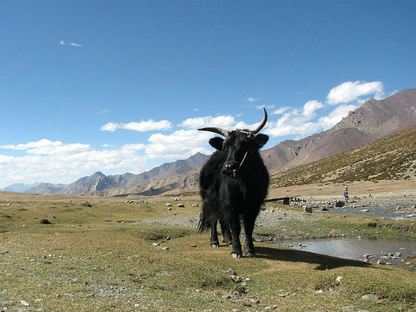 markha valley trek route