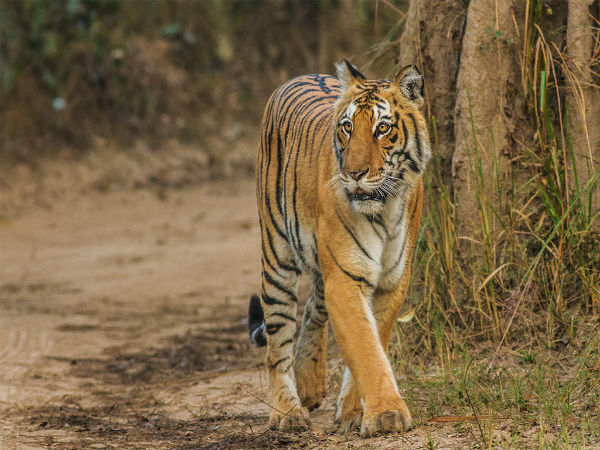 sariska national park