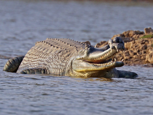 chambal wildlife sanctuary