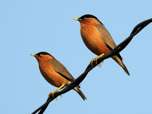 bharatpur bharatpur