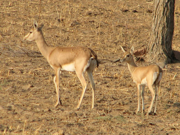 Black buck Jodhpur Black buck Jodhpur