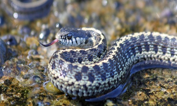 snake day