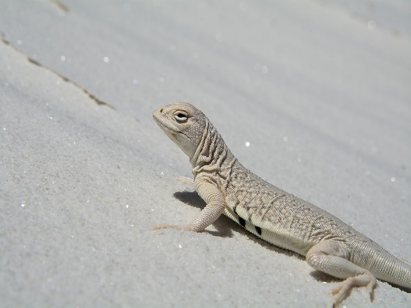 White Sand White Sand