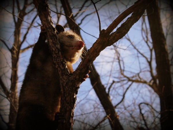 opossum opossum