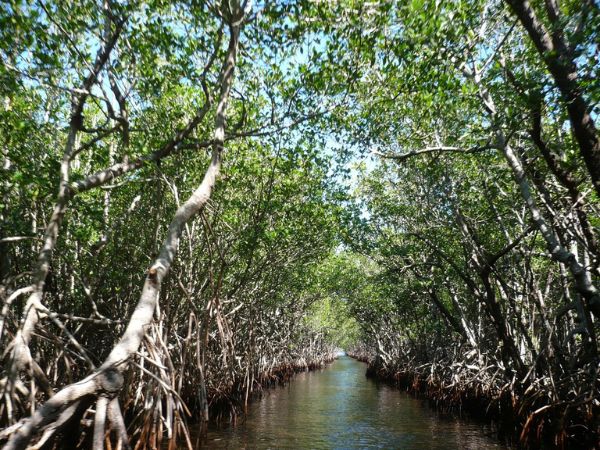Mangrove Forest Mangrove Forest