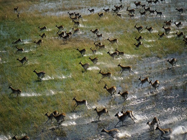 Okavango Delta