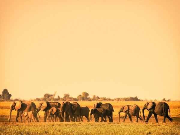 Okavango Delta