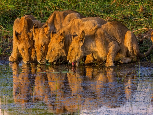 Okavango Delta